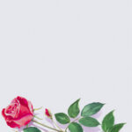decadry-a4-paper-rose-dpf680