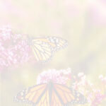 decadry-a4-paper-butterfly garden-dsc689