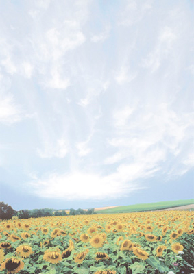 decadry-a4-paper-sunflower field-dsc695